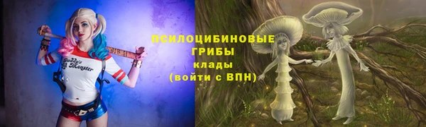 прущие грибы Гусиноозёрск