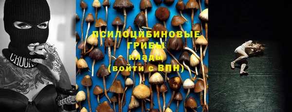 прущие грибы Гусиноозёрск
