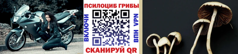 что такое Норильск Псилоцибиновые грибы ЛСД